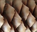 Picture Title - Nature's Patterns:  Pinecone