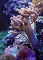 Picture Title - coral wars