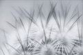 Picture Title - Mammillaria microchaelia-2