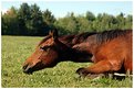 Picture Title - Siesta Time