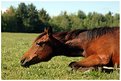 Picture Title - Siesta Time