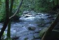 Picture Title - A Mossy Creek