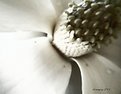 Picture Title - Abstract Magnolia #1