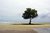 Árvore solitária (Lonely tree)