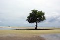 Picture Title - Árvore solitária (Lonely tree)