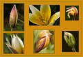 Picture Title - new collage of wild tulips