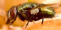 Picture Title - So what I'm not a bee, I like nector too.