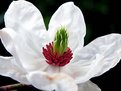 Picture Title - magnolia williamsii