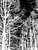 Tamarack Trees