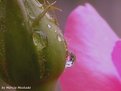 Picture Title - raindrop & rose