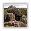 Picture Title - Rocks and flowers