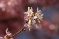 Picture Title - Spring Tree 1