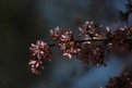 Picture Title - Spring Tree 2