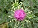 Picture Title - Blurry Thistle