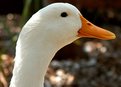 Picture Title - Duck