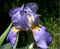 Picture Title - iris