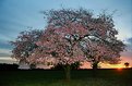 Picture Title - tree, flowers and sun