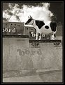 Picture Title - Skateboarding Cow