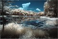 Picture Title - Local pond in IR