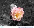 Picture Title - They Hybrid Tea