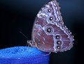 Picture Title - Blue Morpho (underside)