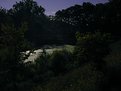 Picture Title - Marsh in moonlight