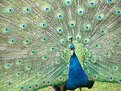 Picture Title - peacock