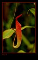 Picture Title - flower in the botanik garden