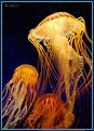 Picture Title - Jellyfish