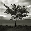 Picture Title - The tree