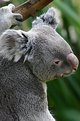 Picture Title - Koala