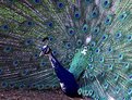 Picture Title - Peacock