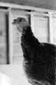 Picture Title - turkey profile