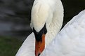 Picture Title - Shy Swan