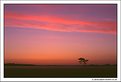 Picture Title - New Forest Dawn