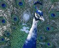 Picture Title - Peacock 