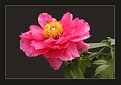Picture Title - Peony flowers (2)