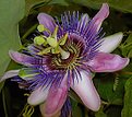 Picture Title - Passion Flower