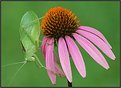 Picture Title - Katydid