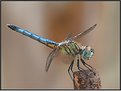 Picture Title - Blue Dasher