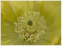 Picture Title - Cactus Flower