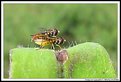 Picture Title - Flies (Moscas)