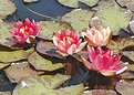 Picture Title - Waterlilies