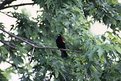 Picture Title - Red Wing Blackbird