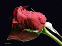 Picture Title - ROSE#1