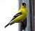 American Finch