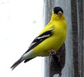 Picture Title - American Finch