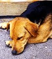 Picture Title - Sleeping dog