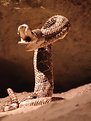 Picture Title - Rattlesnake