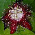 Picture Title - Passion Flower #2